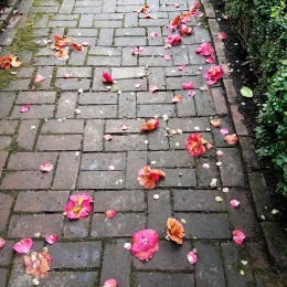3_28 camellias on walk
