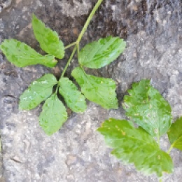 Aegopodium leaves