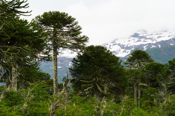 Chile has some phenomenal evergreen trees and the Monkey Puzzle stands out as a centerpiece among them